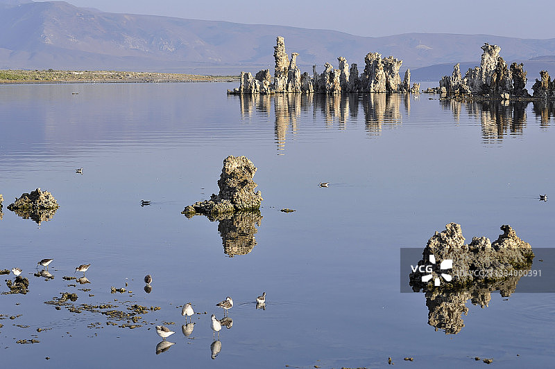 美国莫诺湖迁徙中的威氏海燕图片素材
