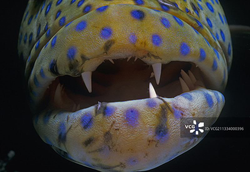 红海埃及孔雀石斑鱼嘴部特写图片素材