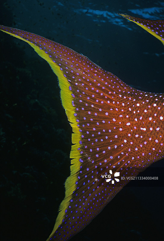 红海埃及的月尾石斑鱼尾鳍图片素材