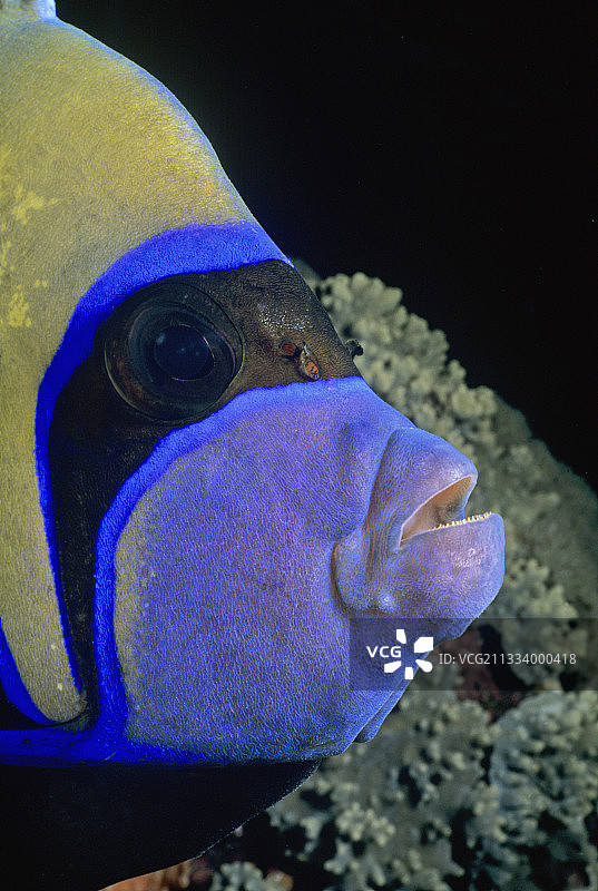 红海埃及海金鱼特写图片素材
