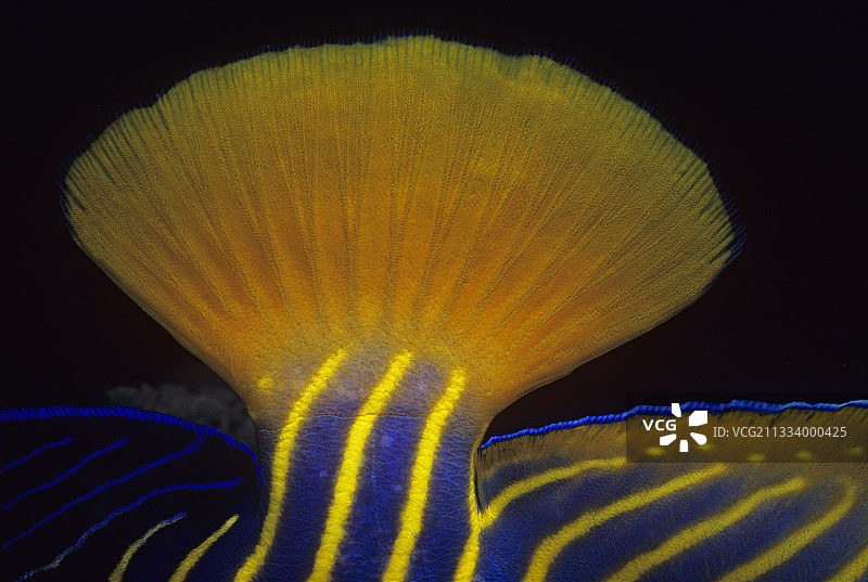 红海埃及海域的皇帝神仙鱼尾鳍图片素材