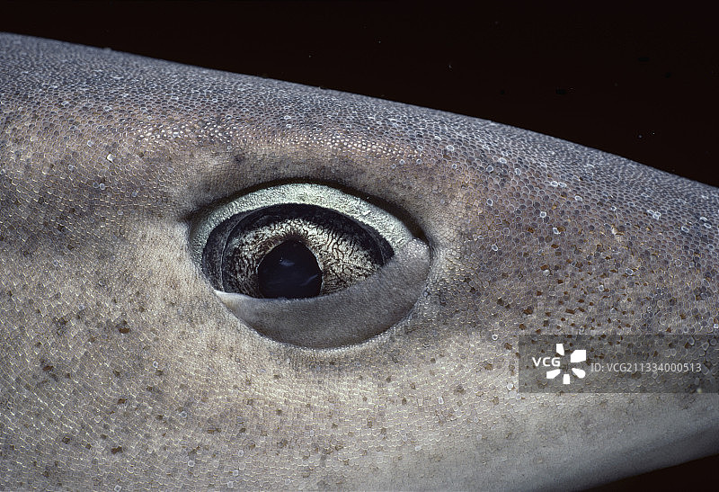 科科斯岛白鳍礁鲨的眼睛图片素材