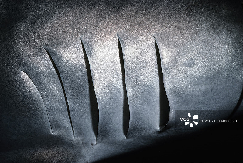 科科斯岛哥斯达黎加的白鳍礁鲨的鳃图片素材