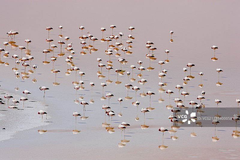 玻利维亚科罗拉达泻湖中的詹姆斯火烈鸟图片素材