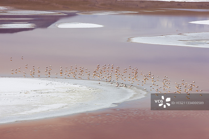 玻利维亚科罗拉达泻湖中的詹姆斯火烈鸟图片素材
