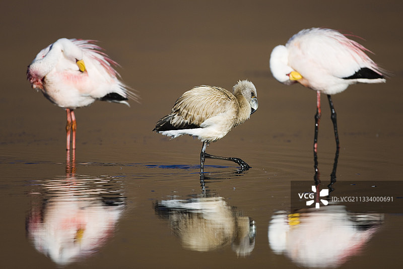 玻利维亚卡纳帕泻湖的詹姆斯火烈鸟与幼鸟图片素材