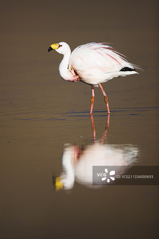 玻利维亚卡纳帕泻湖的詹姆斯火烈鸟图片素材