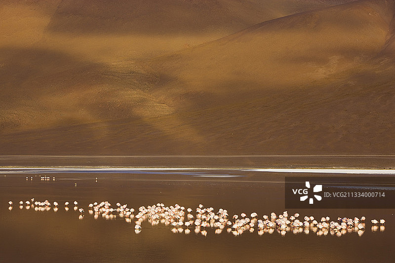 玻利维亚科罗拉达泻湖中的詹姆斯火烈鸟群图片素材