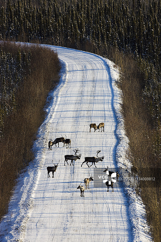 受阿拉斯加国家野生动物保护区石油钻探威胁的北美驯鹿图片素材