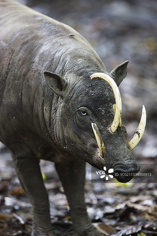 因栖息地丧失和丛林肉贸易而受到威胁图片素材