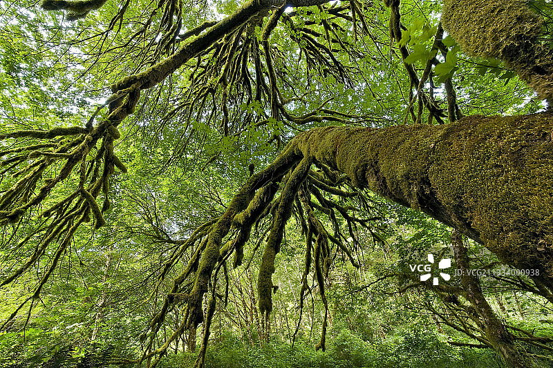 潮湿地带上通常覆盖着苔藓的大型物种图片素材