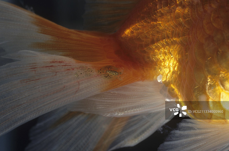 固定在金鱼尾巴上的鱼虱图片素材