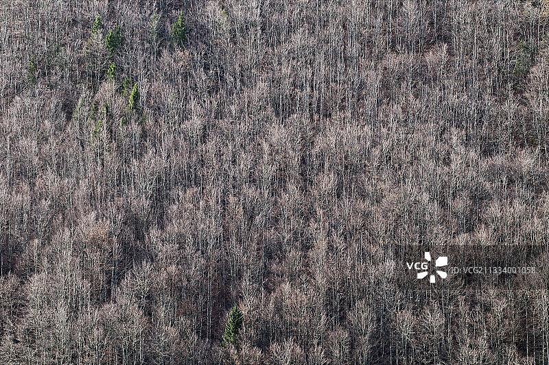 法国汝拉山脉十一月的山毛榉森林图片素材