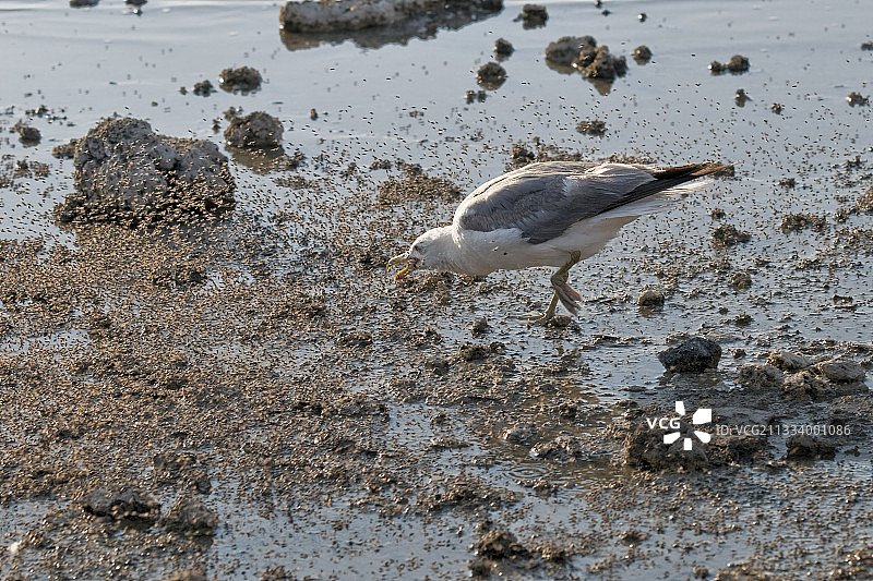 每年有5万只加州海鸥在此湖中繁殖图片素材