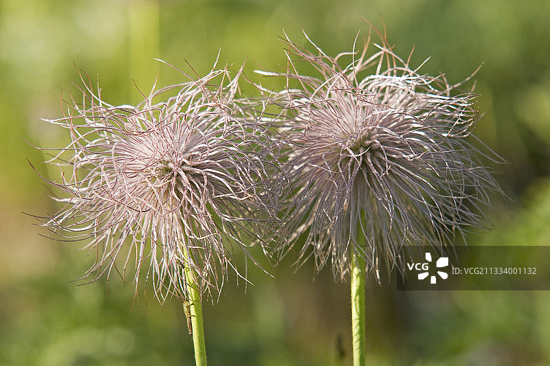 带毛状果实的白头翁图片素材