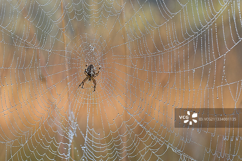 法国露水网上园蛛图片素材