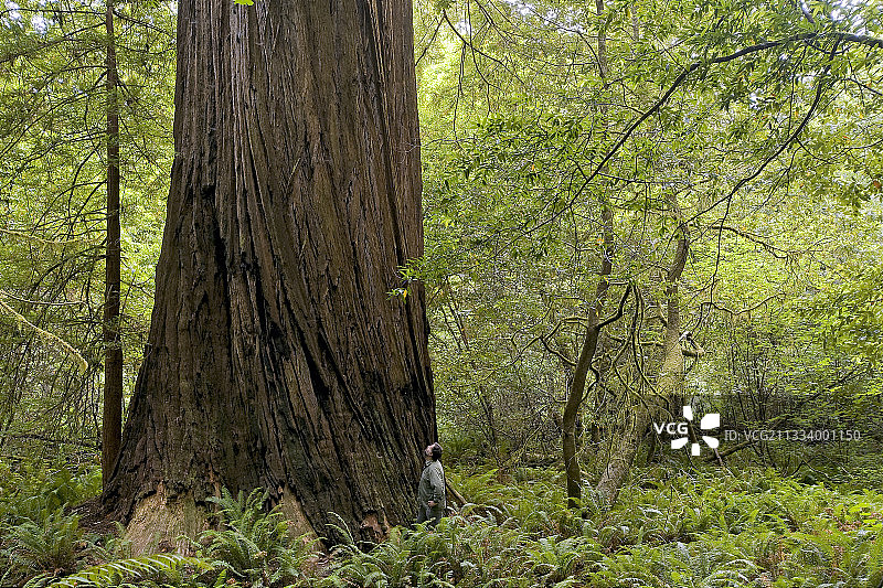 加州海岸的红杉树图片素材