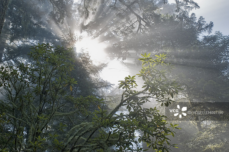 加利福尼亚北部海岸的红杉树图片素材