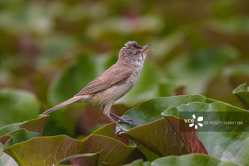 大尾莺图片素材