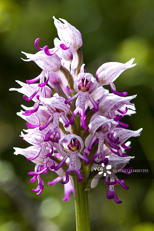 法国洛泽尔考斯梅让的猴面兰图片素材