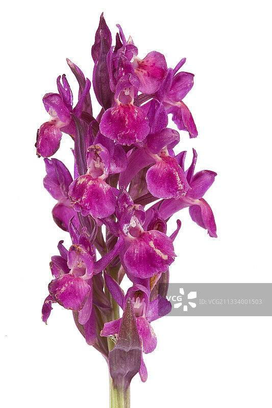 影棚中的粉色接骨木兰花图片素材