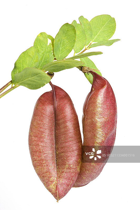 决明果工作室图片素材