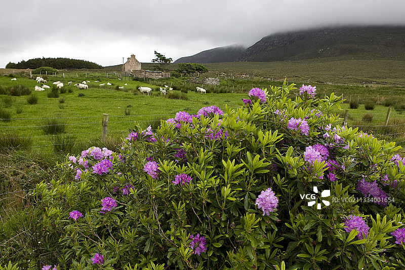 爱尔兰阿基尔岛：盛开的 Common Rhododendron图片素材