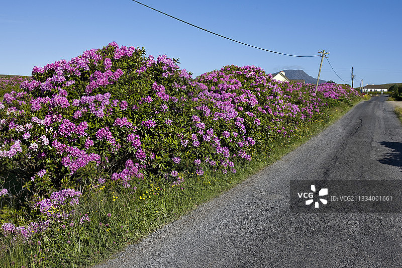 爱尔兰阿基尔岛：盛开的 Common Rhododendron图片素材