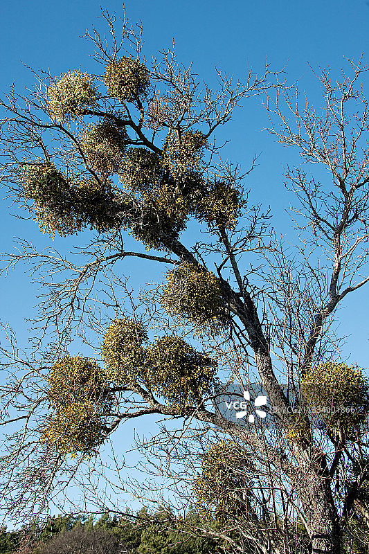 沃克吕兹法国橡树上的簇绒图片素材