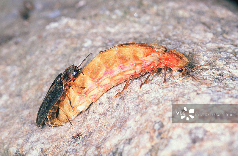 萤火虫交配图片素材