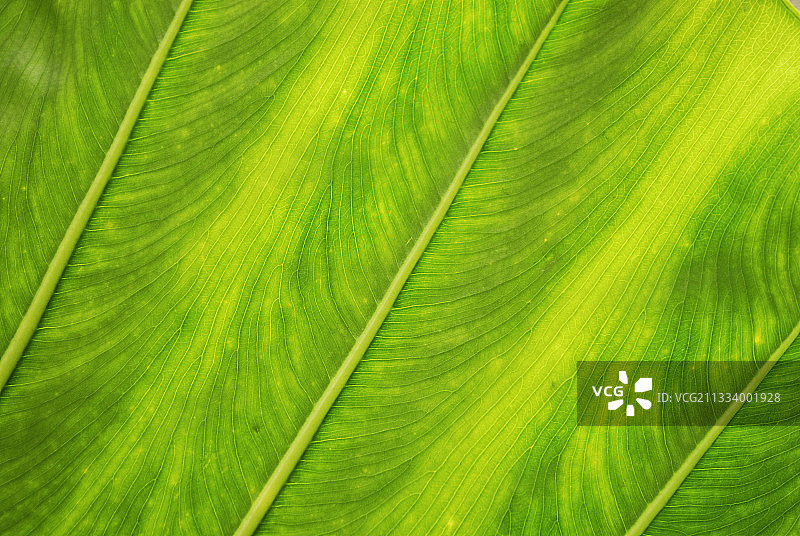 新喀里多尼亚雨林中芋头的叶子特写图片素材