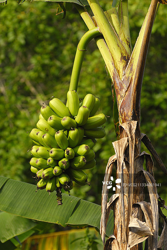 烹饪香蕉图片素材