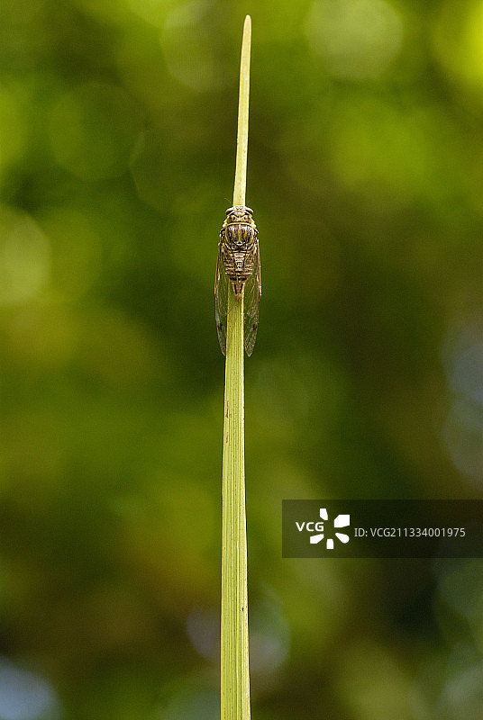 戈哈平部落图片素材
