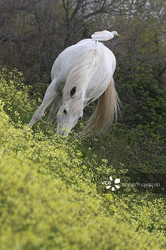 牛背鹭图片素材