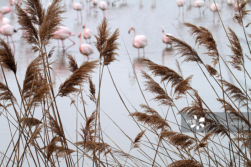 法国卡马格芦苇中的火烈鸟图片素材