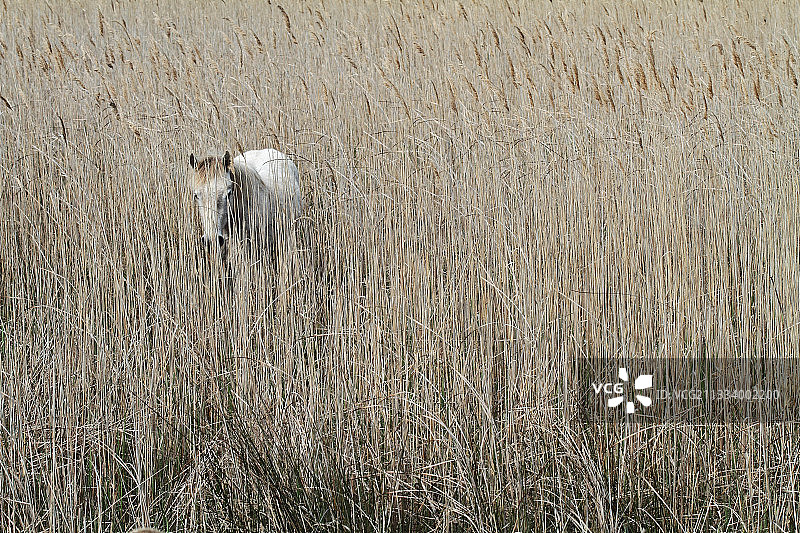 卡马格马在泥潭中，法国卡马格图片素材