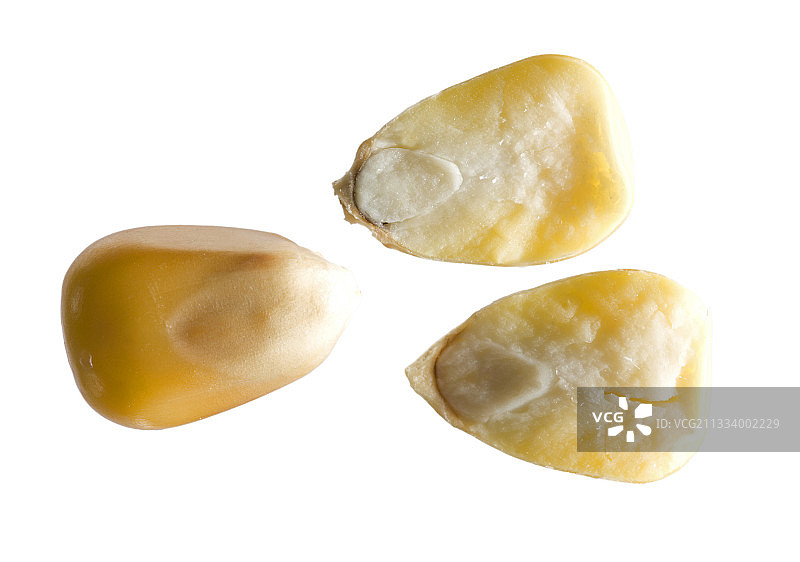 胚胎和子叶的视图图片素材