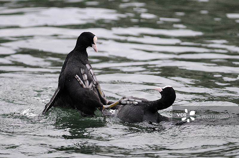 两只雄性骨顶鸡之间的争斗图片素材