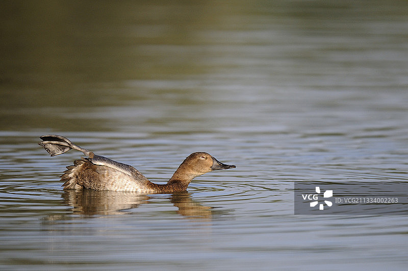 红头潜鸭（雌性）伸展身体图片素材
