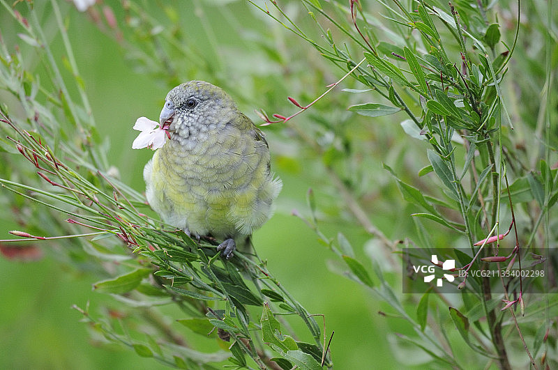 喙中含着花瓣的红腰鹦鹉图片素材