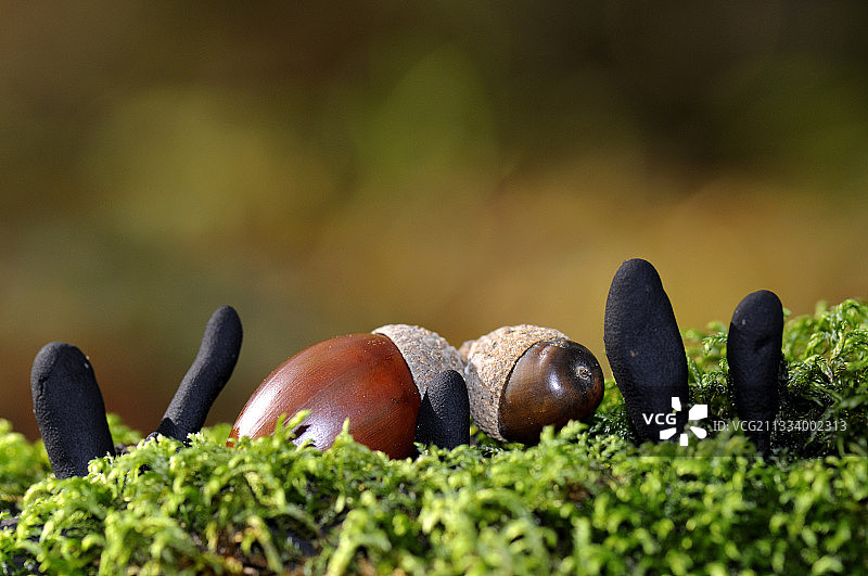 树桩上的蘑菇和橡子图片素材