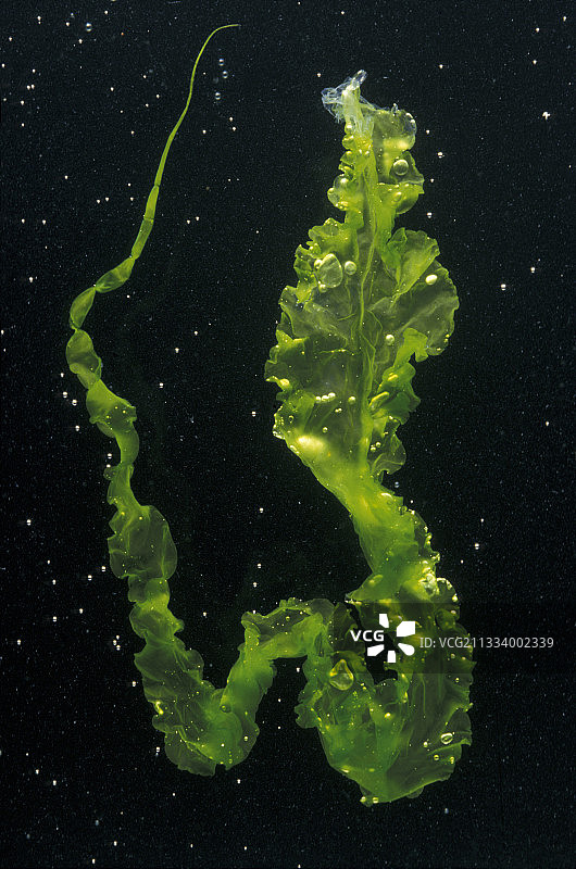 黑背景上的浒苔图片素材