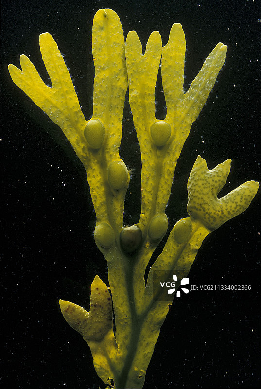 黑色背景上的墨角藻图片素材