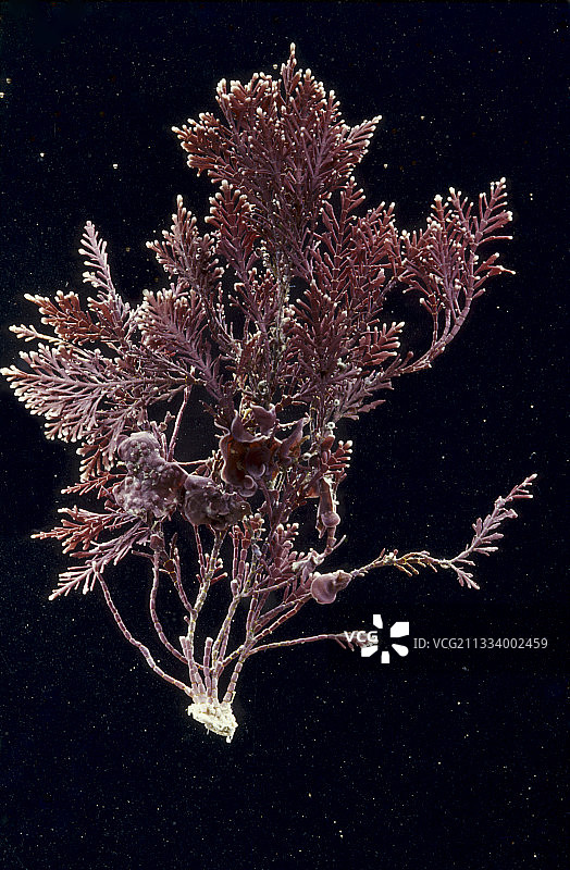 黑色背景上的细长珊瑚藻图片素材