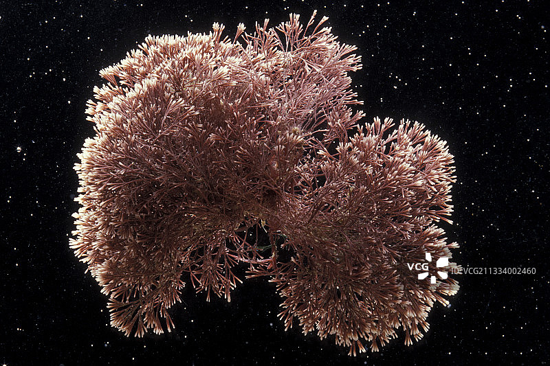 黑色背景上的红色藻类红皮藻图片素材