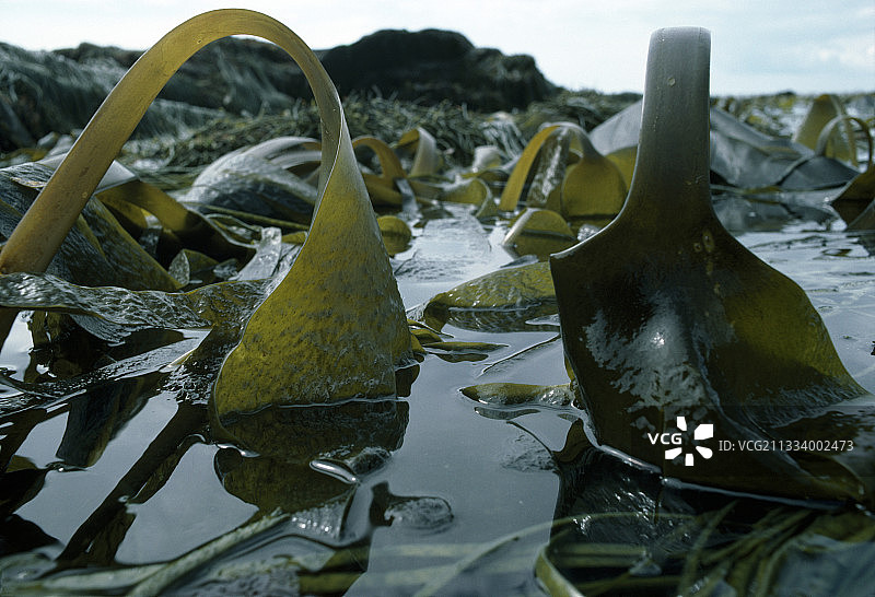 法国大西洋低潮时的褶皱图片素材