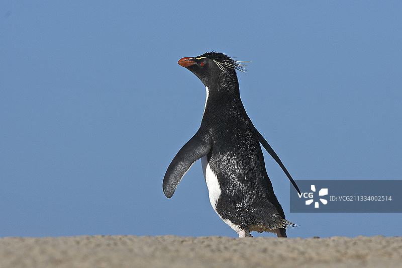 南跳岩企鹅，卵石岛，福克兰群岛图片素材