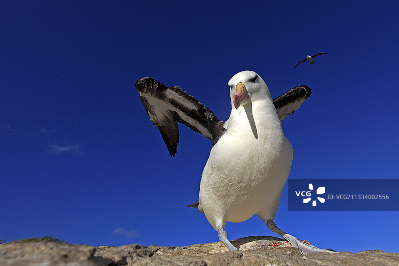 黑眉信天翁飞翔于福克兰群岛图片素材