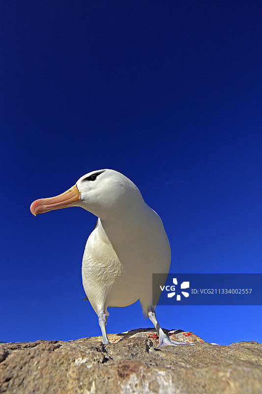岩石上的黑眉信天翁，福克兰群岛图片素材