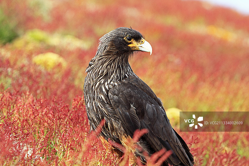 福克兰群岛条纹卡拉鹰肖像图片素材